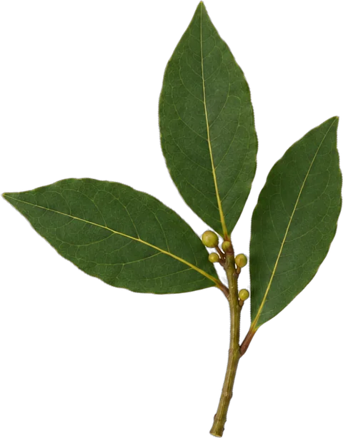 A sprig of bay leaves